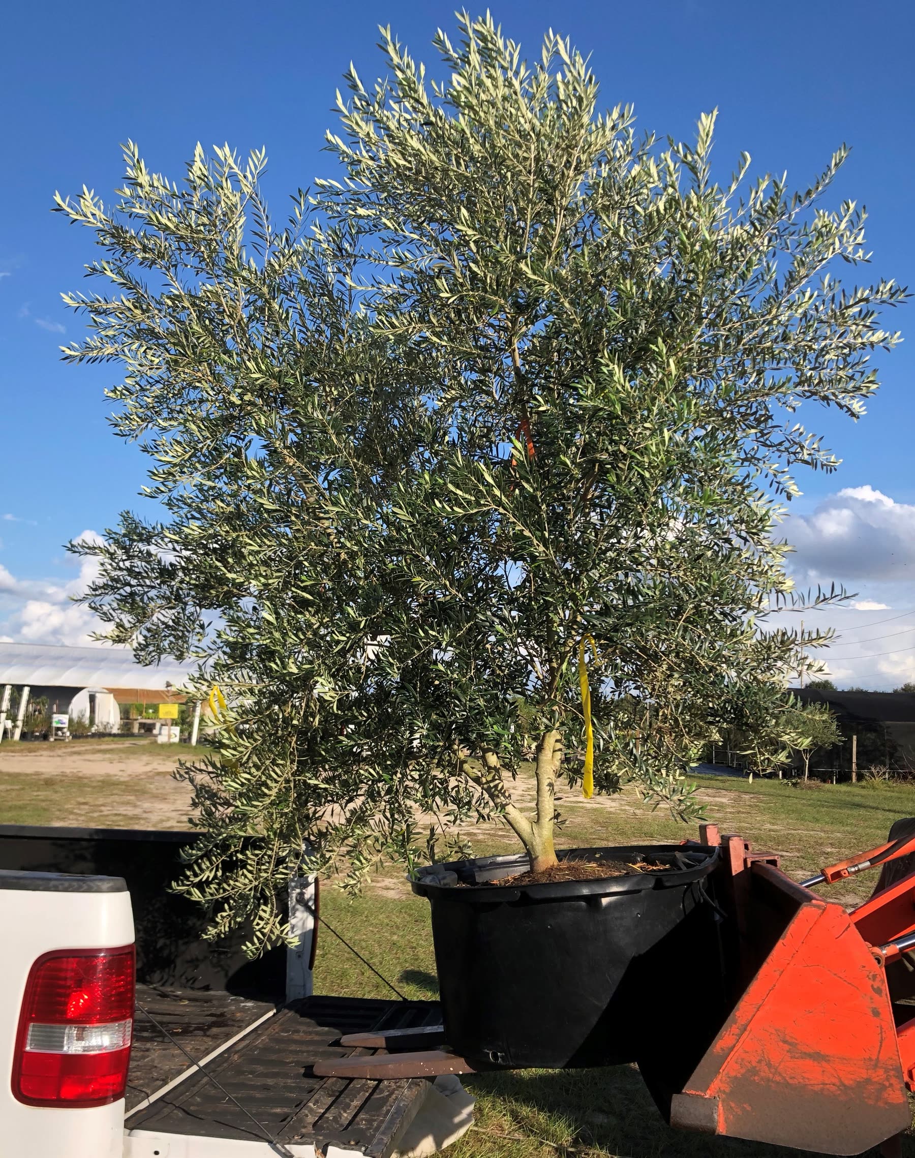 An olive tree loaded on a pickup at the nursery