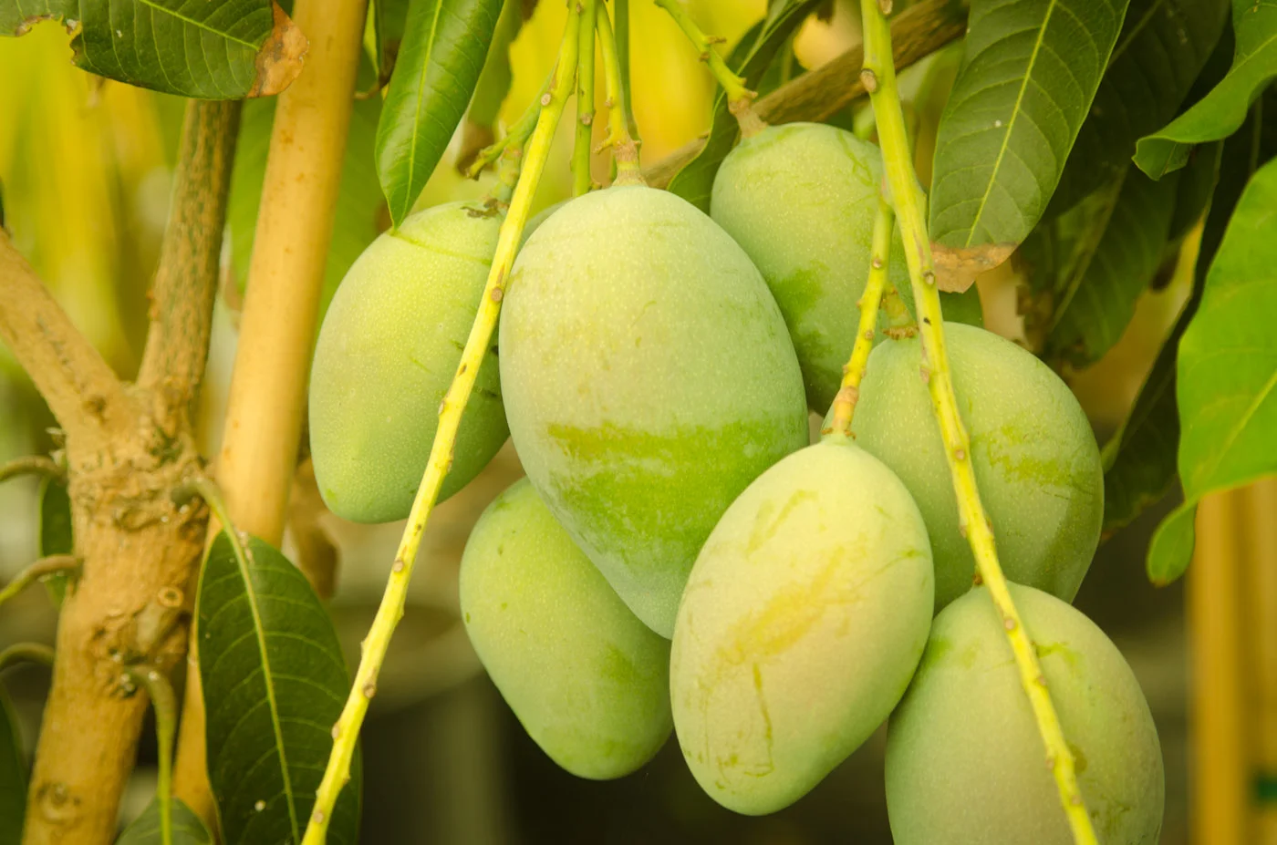 A cluster of green Keitt mangoes hanging from the branch