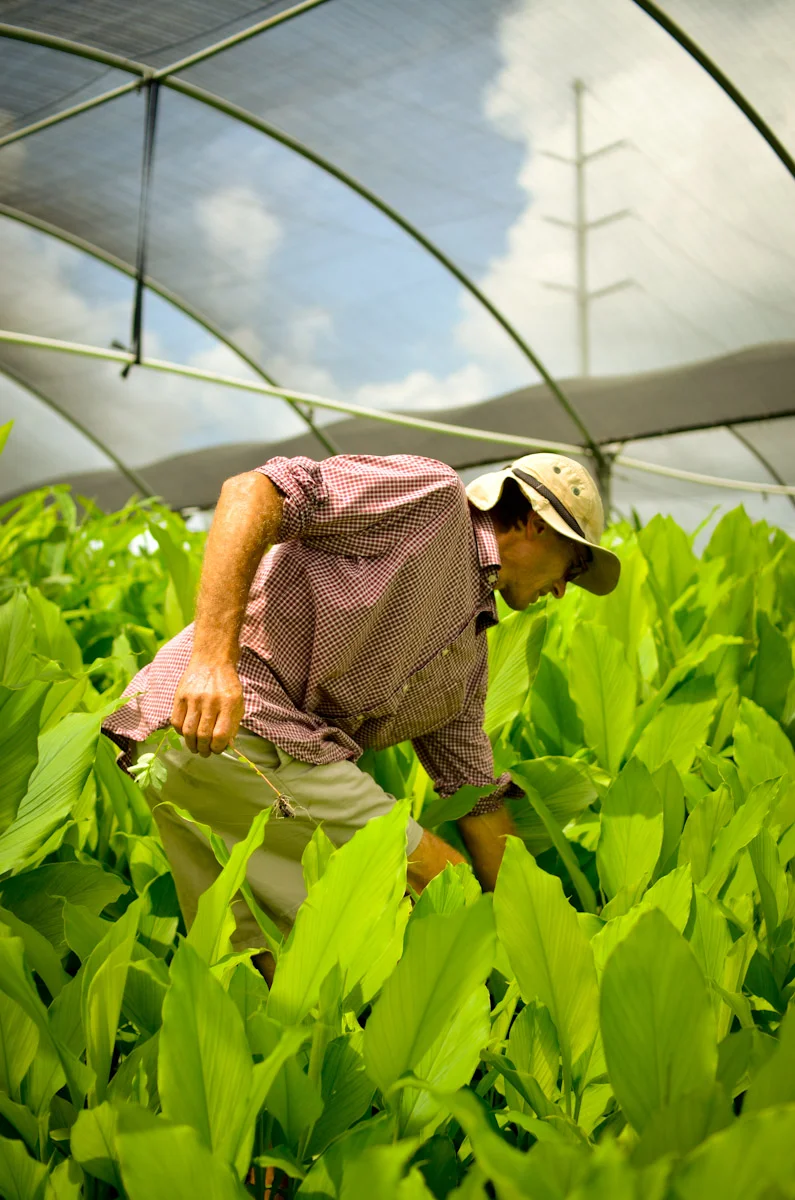 Luc working among rows of turmeric plants in the greenhouse