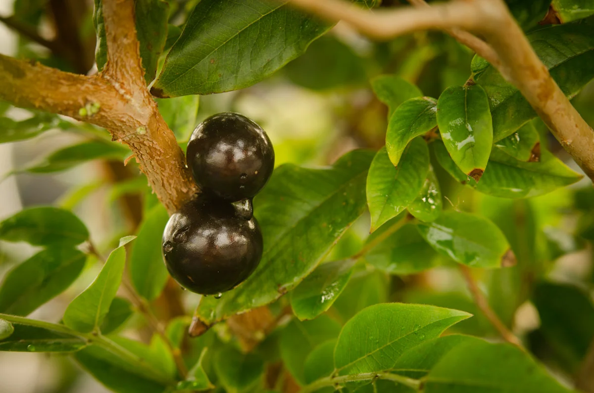 Two dark jaboticaba fruits growing straight from the trunk