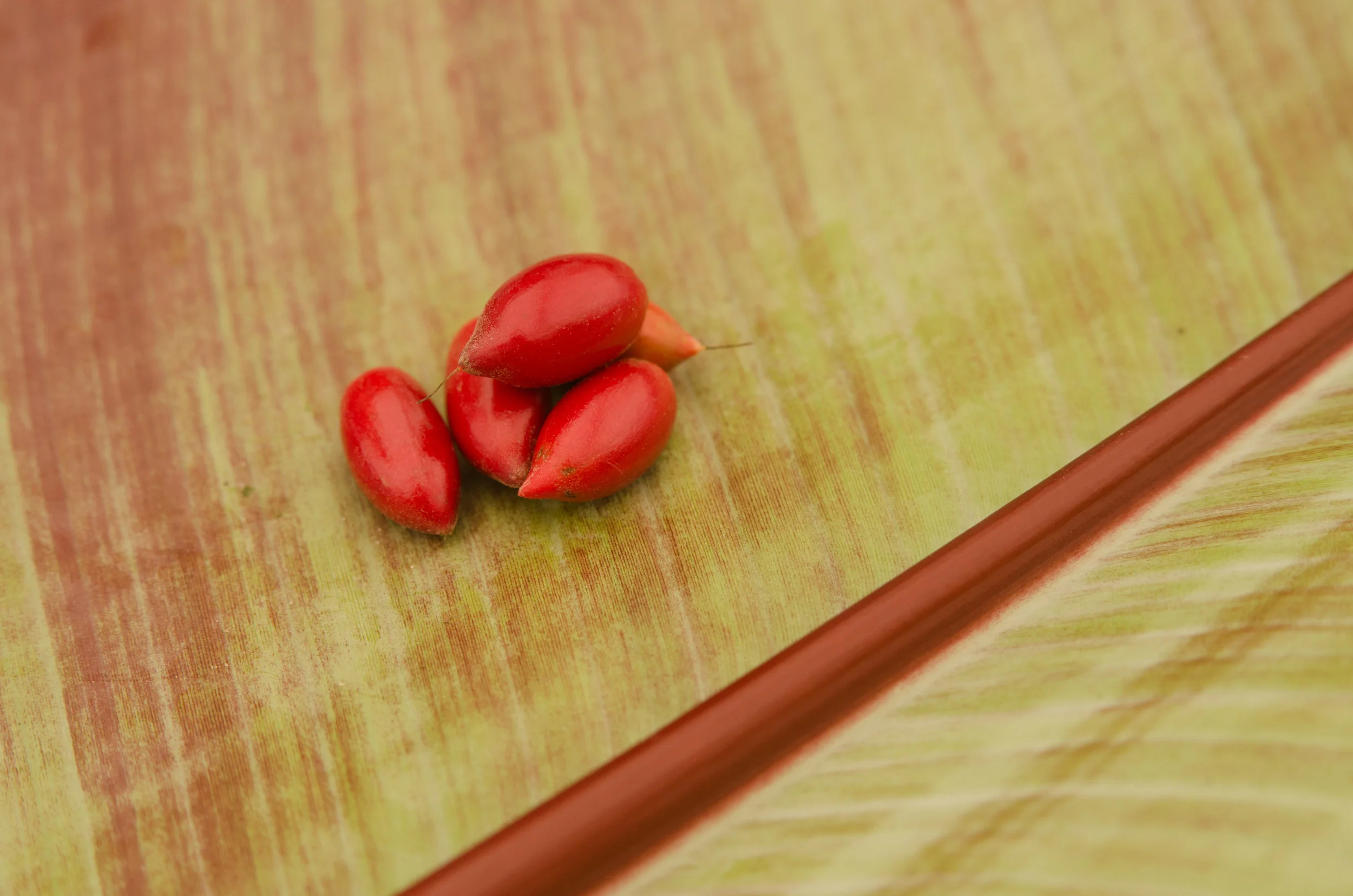 A handful of red miracle fruit berries on a table