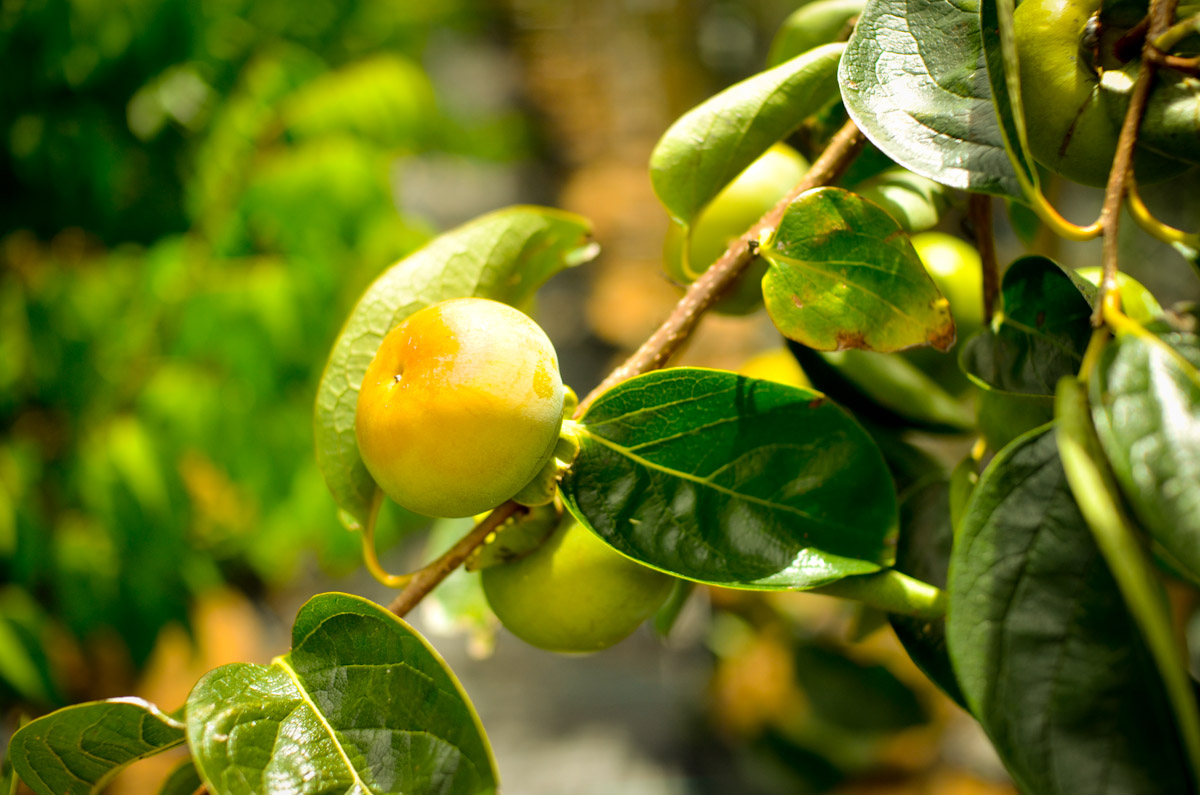 A ripening Japanese persimmon among green leaves