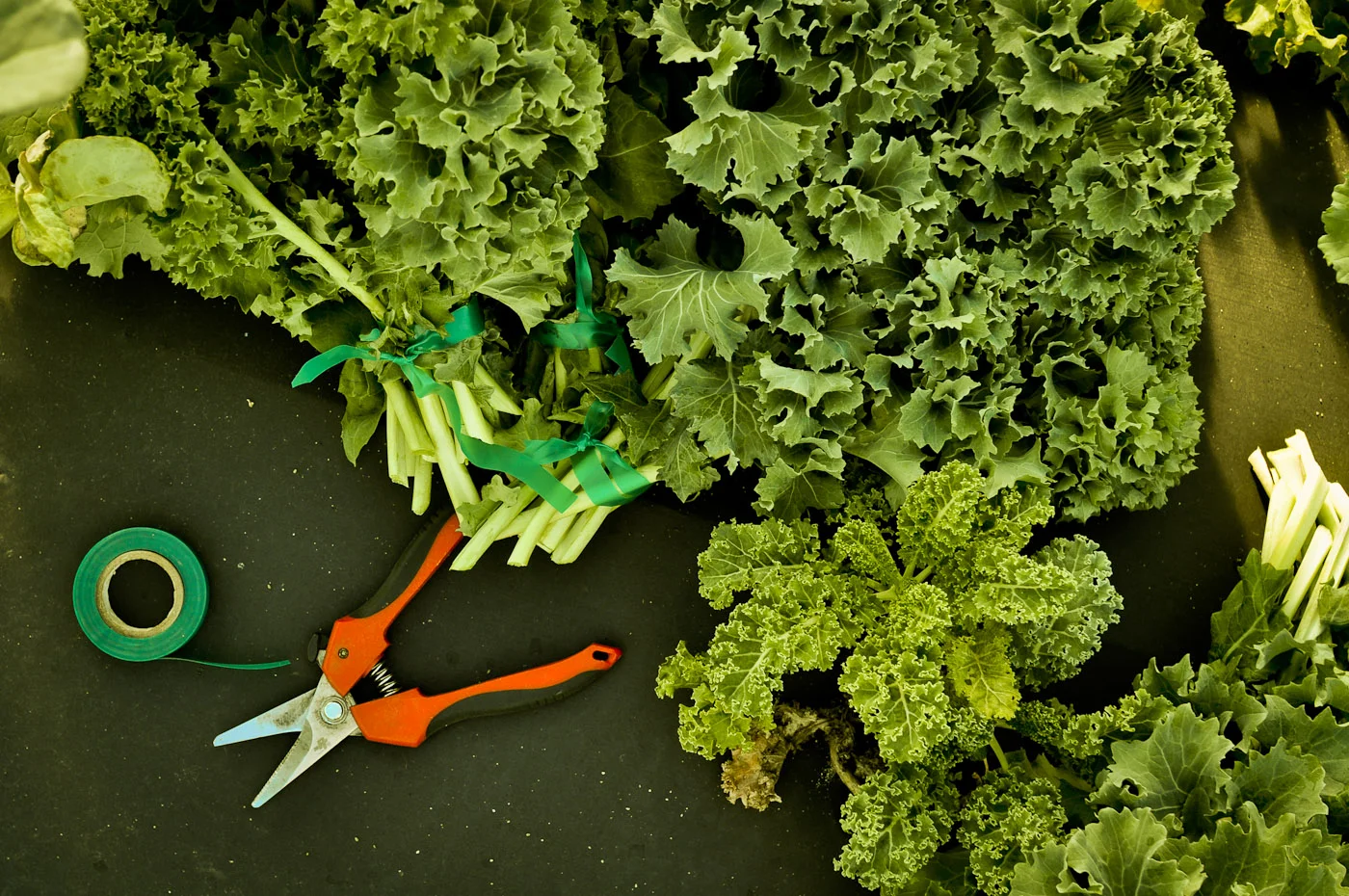 Freshly cut bunches of curly kale tied with green tape beside pruners