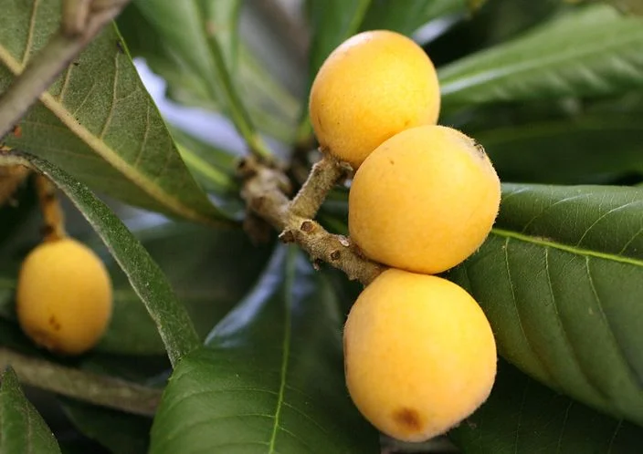 Ripe yellow loquats on the branch