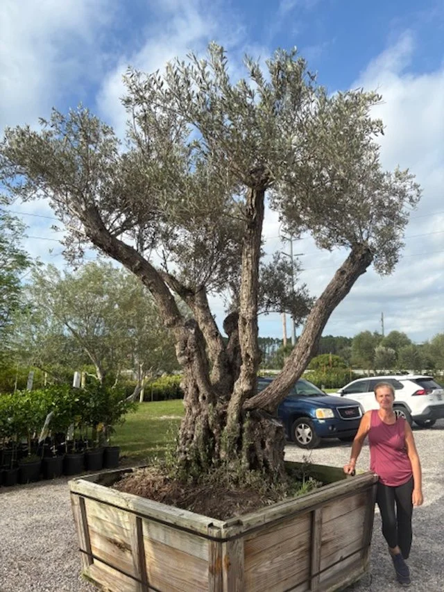 A gnarled old olive tree in a wooden planter box