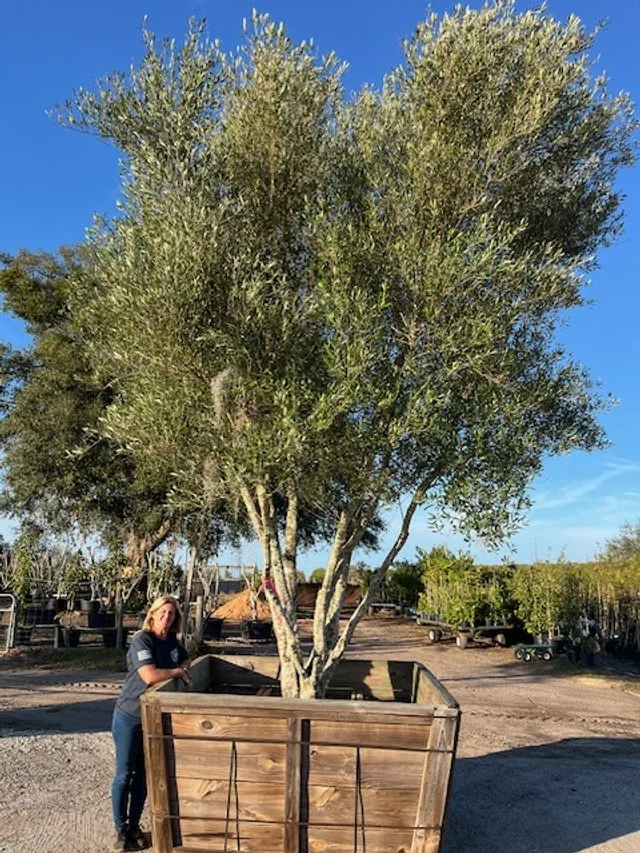 A large potted olive tree in a wooden box at the nursery