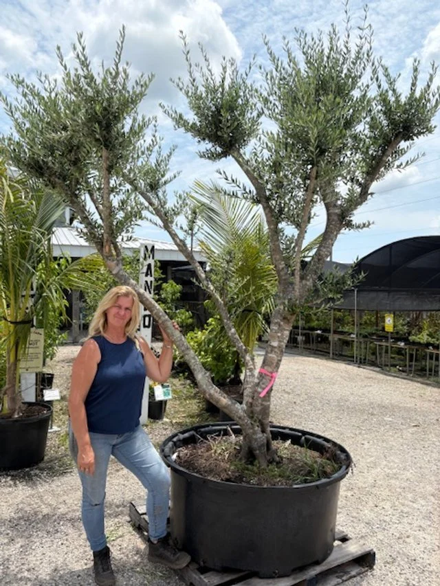 A multi-trunk olive tree in a black pot on the gravel
