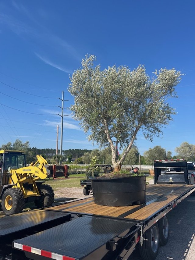 A large olive tree on a flatbed trailer ready to ship